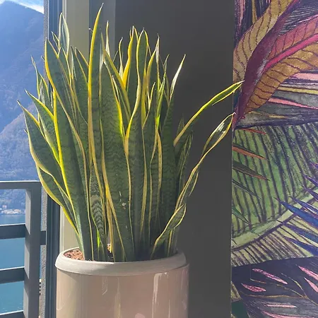 Lake Como Ti Amo - Rooftop Pool To Share Nesso